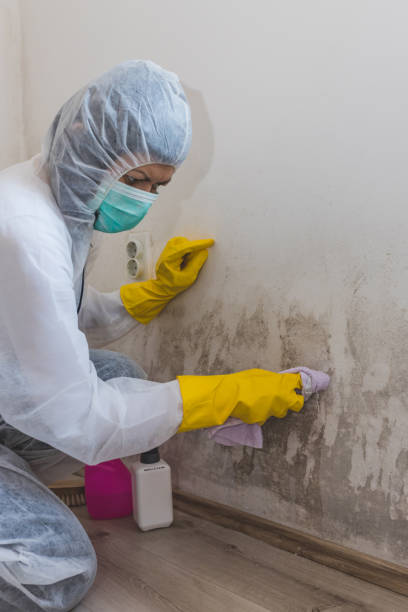 Best Asbestos and Lead Testing During Mold Inspection  in Gardende, AL